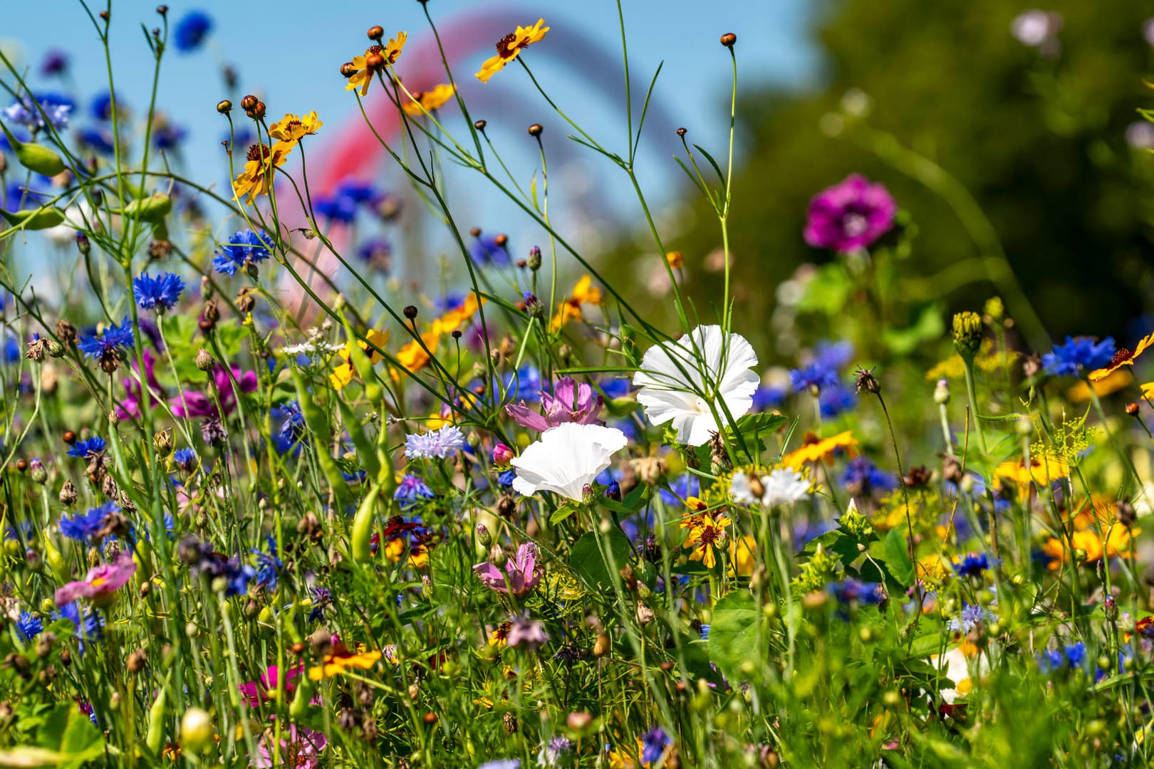 Blumenwiese an der stillgelegten Zeche Nordstern bei Gelsenkirchen: Nicht nur an ehemaligen Industriestandorten ist die Metropolregion Ruhrgebiet besonders grün.