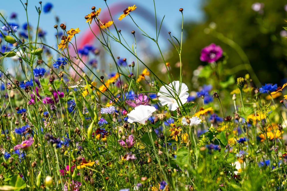 Blumenwiese an der stillgelegten Zeche Nordstern bei Gelsenkirchen: Nicht nur an ehemaligen Industriestandorten ist die Metropolregion Ruhrgebiet besonders grün.