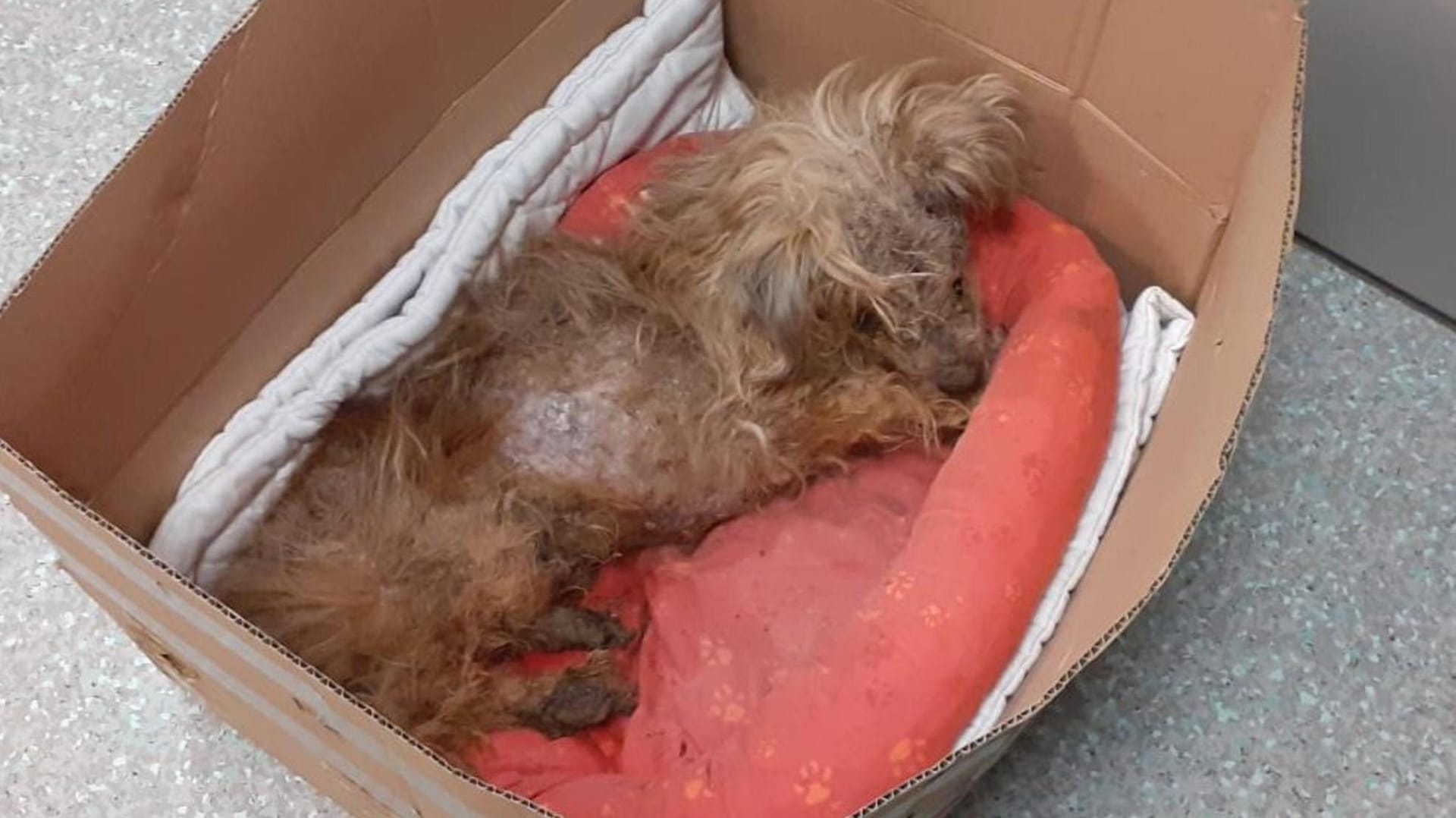 Hilflos liegt Teddy in seinem Karton, dem Tod nahe. Hilflos liegt Teddy in seinem Karton, dem Tod nahe.