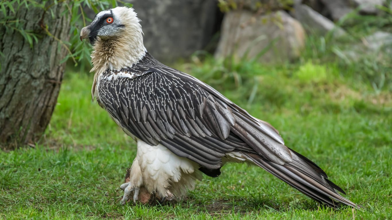 Ausgewachsener Bartgeier (Symbolbild): Im Tiergarten Nürnberg bleibt die Aufzucht der seltenen Vögel ohne Erfolg.