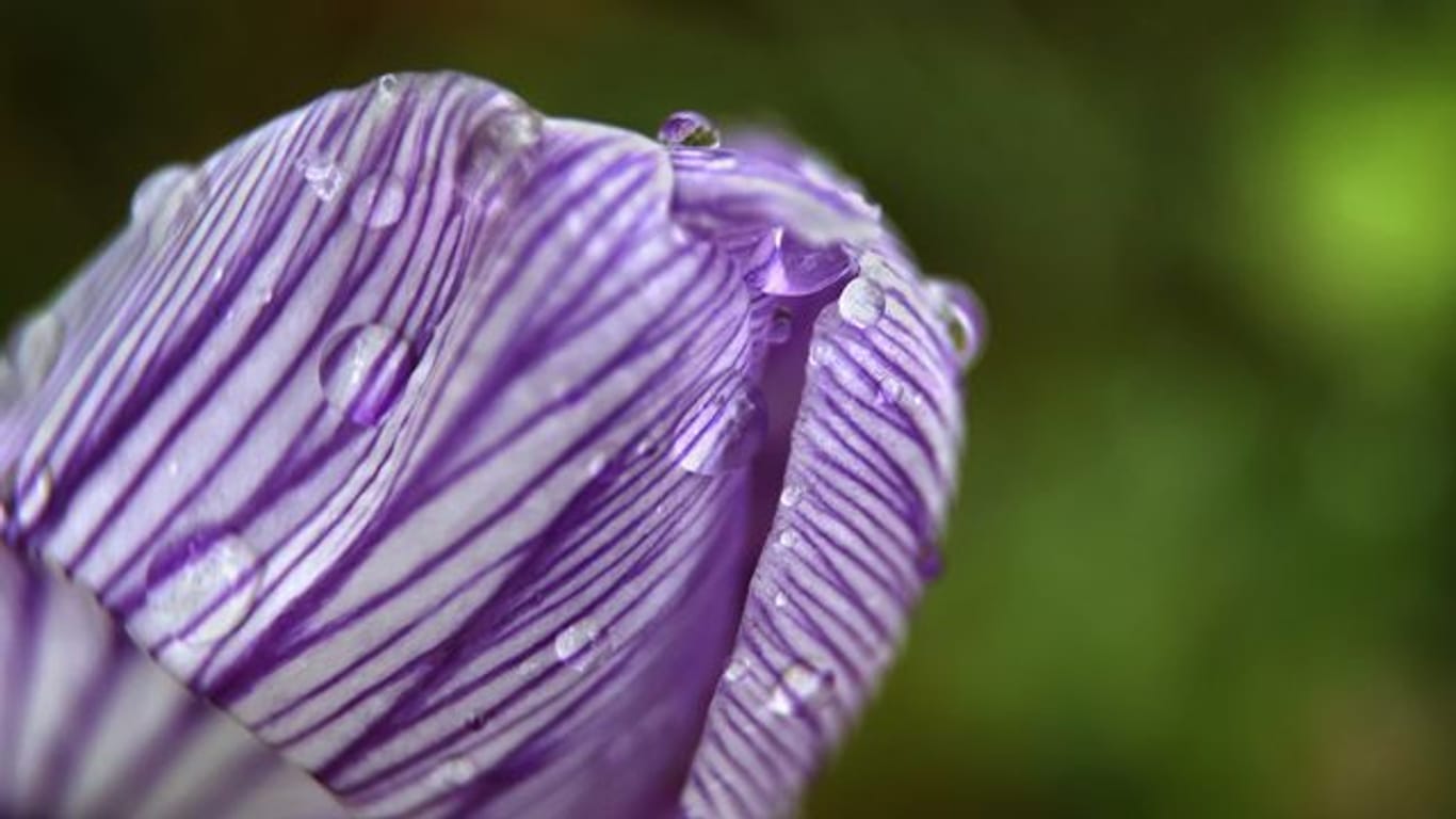 Krokus im Regen