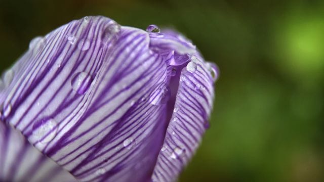 Krokus im Regen