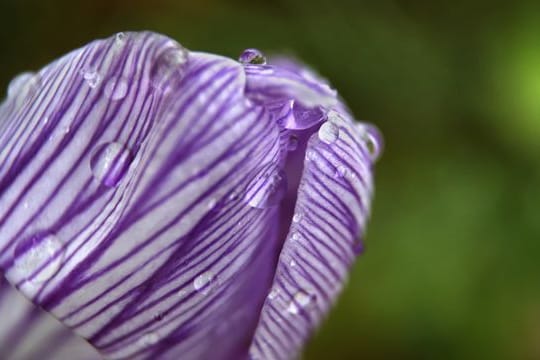 Krokus im Regen