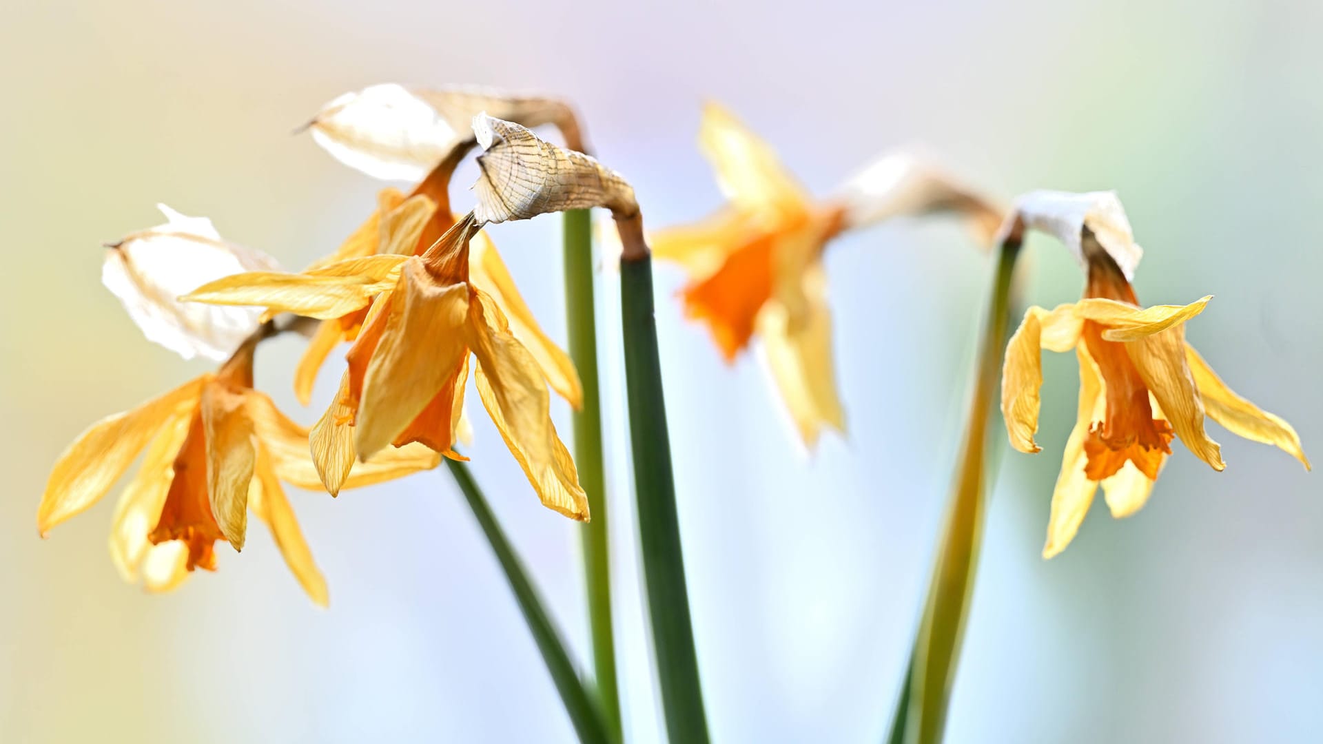 Frühblüher: Vertrocknete Narzissen brauchen Sonne und sollten nicht abgeschnitten werden.