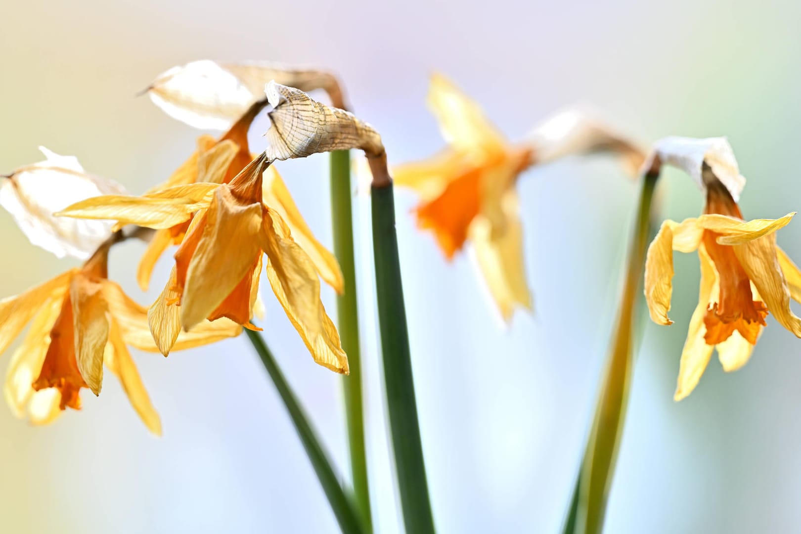 Frühblüher: Vertrocknete Narzissen brauchen Sonne und sollten nicht abgeschnitten werden.