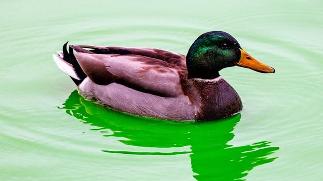 Eine Ente schwimmt auf dem Wasser (Symbolbild): Unbekannte haben zwei Vögel an einem Zaun festgebunden. Eine Ente schwimmt auf dem Wasser (Symbolbild): Unbekannte haben zwei Vögel an einem Zaun festgebunden.
