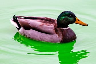 Eine Ente schwimmt auf dem Wasser (Symbolbild): Unbekannte haben zwei Vögel an einem Zaun festgebunden.