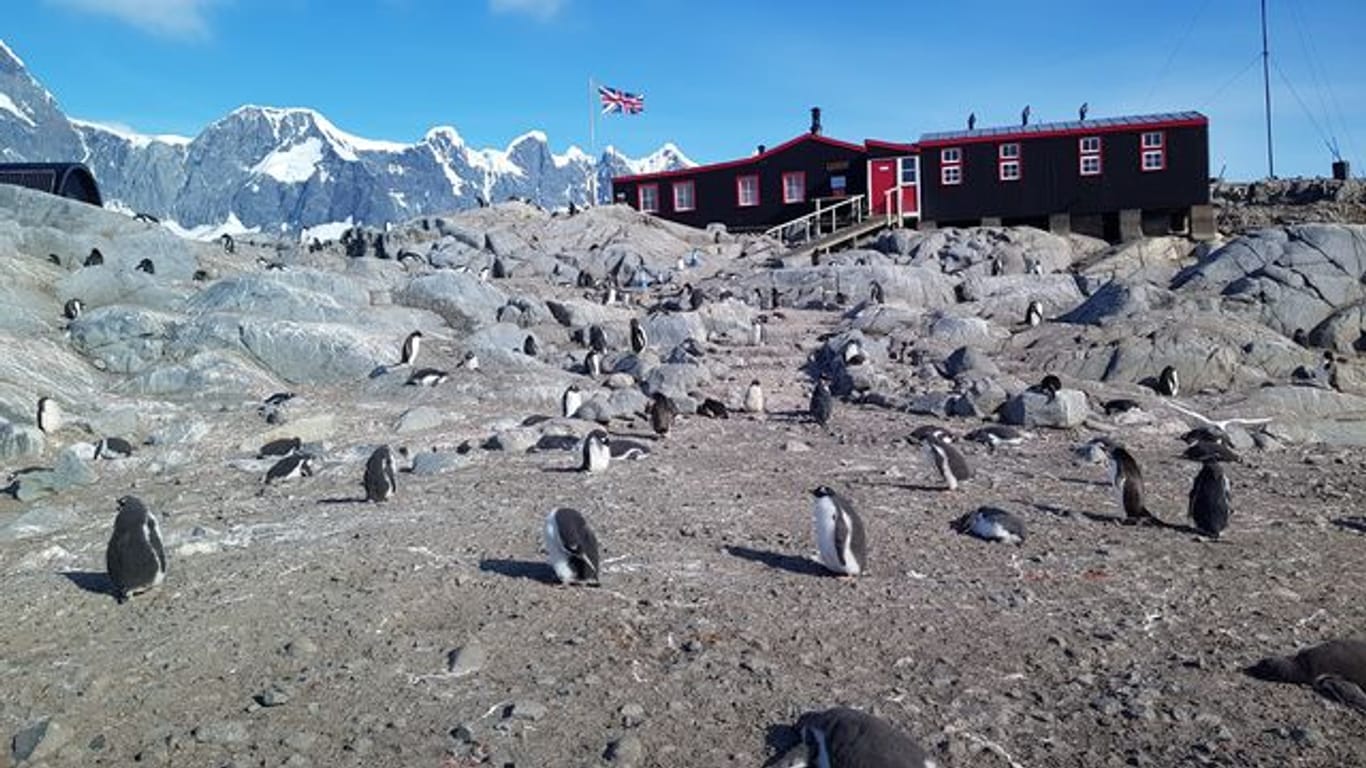 Pinguine vor der einstigen britischen Militärbasis auf der Antarktis-Insel Goudier Island.