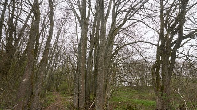 Buchenwald unter besonderen Schutz