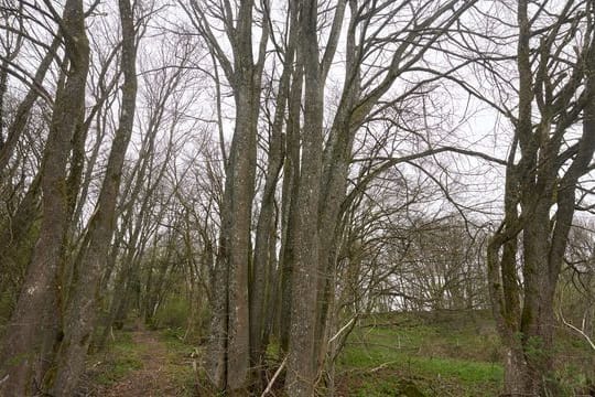 Buchenwald unter besonderen Schutz