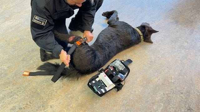 Erste Hilfe-Set für Polizeihunde - Übung mit Puppe Erste Hilfe-Set für Polizeihunde - Übung mit Puppe