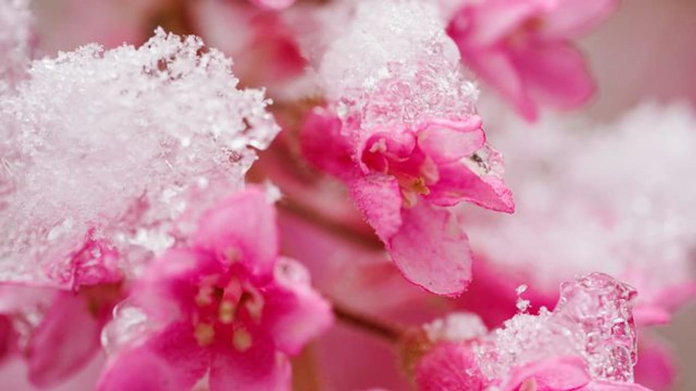 Schnee auf Blüten