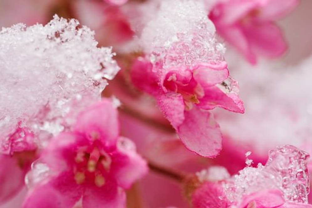 Schnee auf Blüten