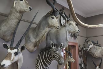 Ausgestopfte Tiere (Symbolbild): In Spanien hat die Polizei nun mehr als tausend Exemplare sichergestellt.