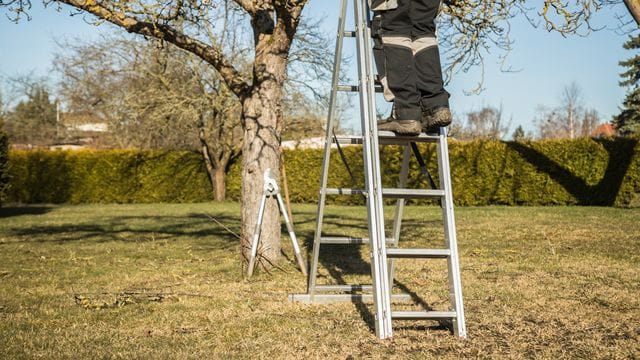 Soll der Baum umziehen, beginnt man am besten zwei bis drei Jahre vorher mit den Vorbereitungen. Die beginnen mit einem Wurzel- und Kronenschnitt.