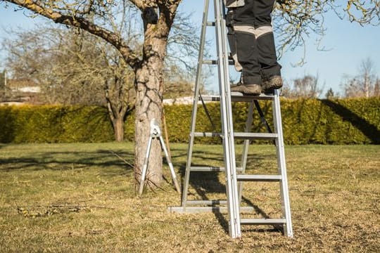 Soll der Baum umziehen, beginnt man am besten zwei bis drei Jahre vorher mit den Vorbereitungen. Die beginnen mit einem Wurzel- und Kronenschnitt.