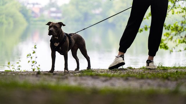 Eine Frau geht mit ihrer Pitbull-Hündin Gassi