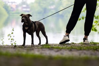 Eine Frau geht mit ihrer Pitbull-Hündin Gassi