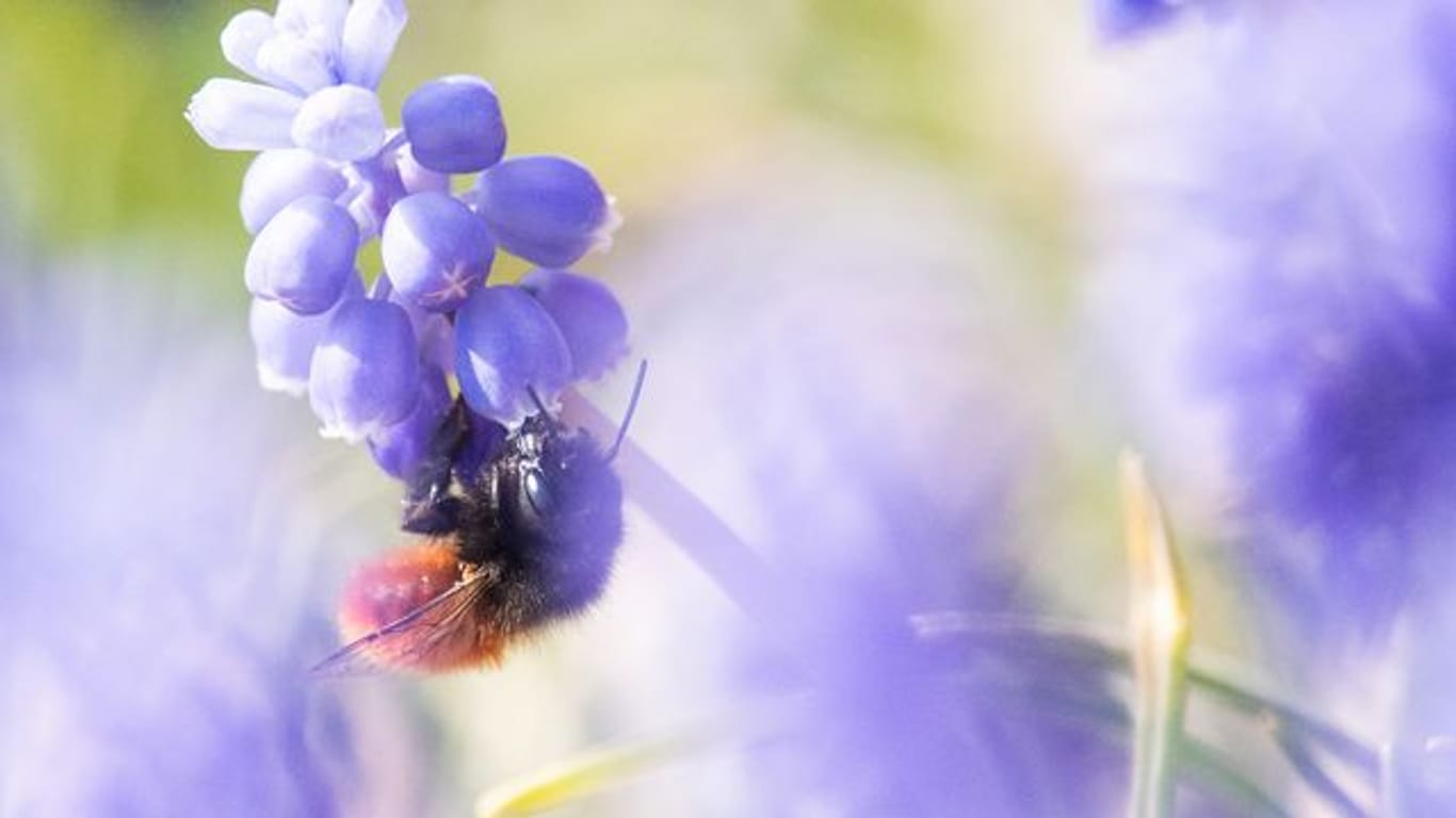 Eine Wildbiene sitzt auf einer Traubenhyazinthe