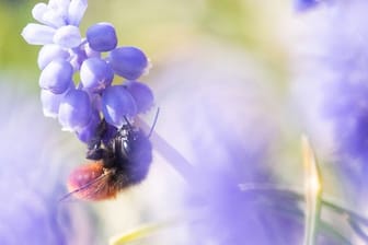 Eine Wildbiene sitzt auf einer Traubenhyazinthe