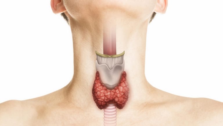 Die Schilddrüse liegt im vorderen Halsbereich unter dem Kehlkopf und ähnelt mit ihren beiden Seitenlappen einem Schmetterling.