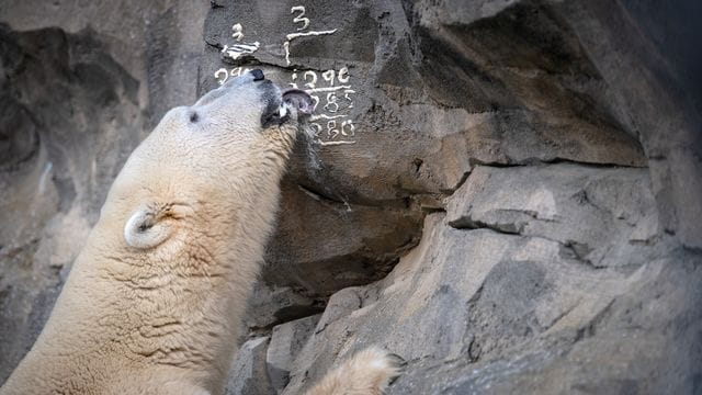 Eisbär Lloyd