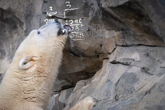 Eisbär Lloyd