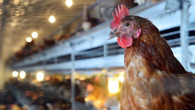 Immer mehr Bio-Eier Immer mehr Bio-Eier