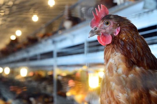 Immer mehr Bio-Eier