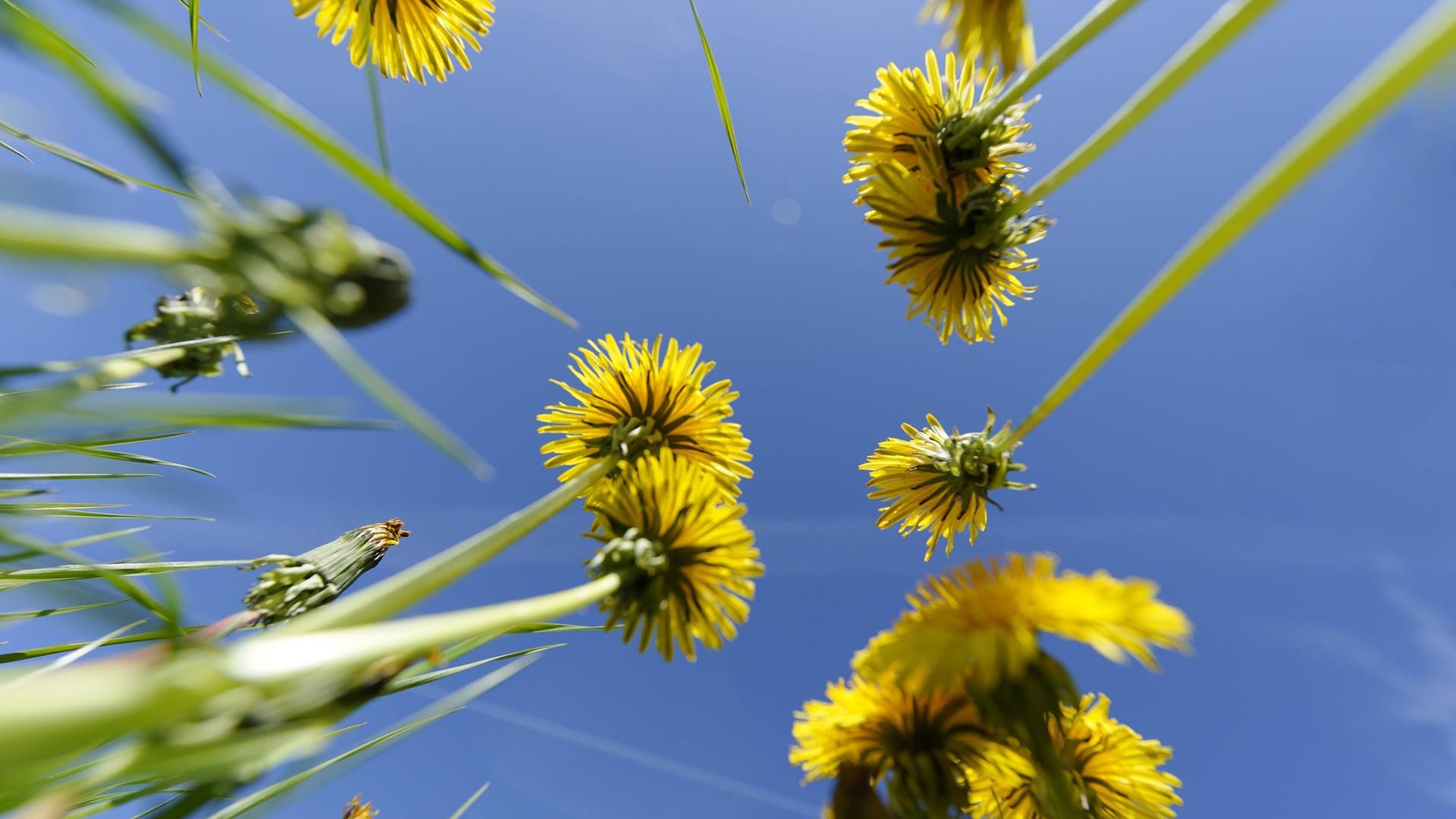 Taraxicin: Die Stiele der Löwenzahnblume enthalten die leicht giftige Substanz in ihrem Milchsaft.