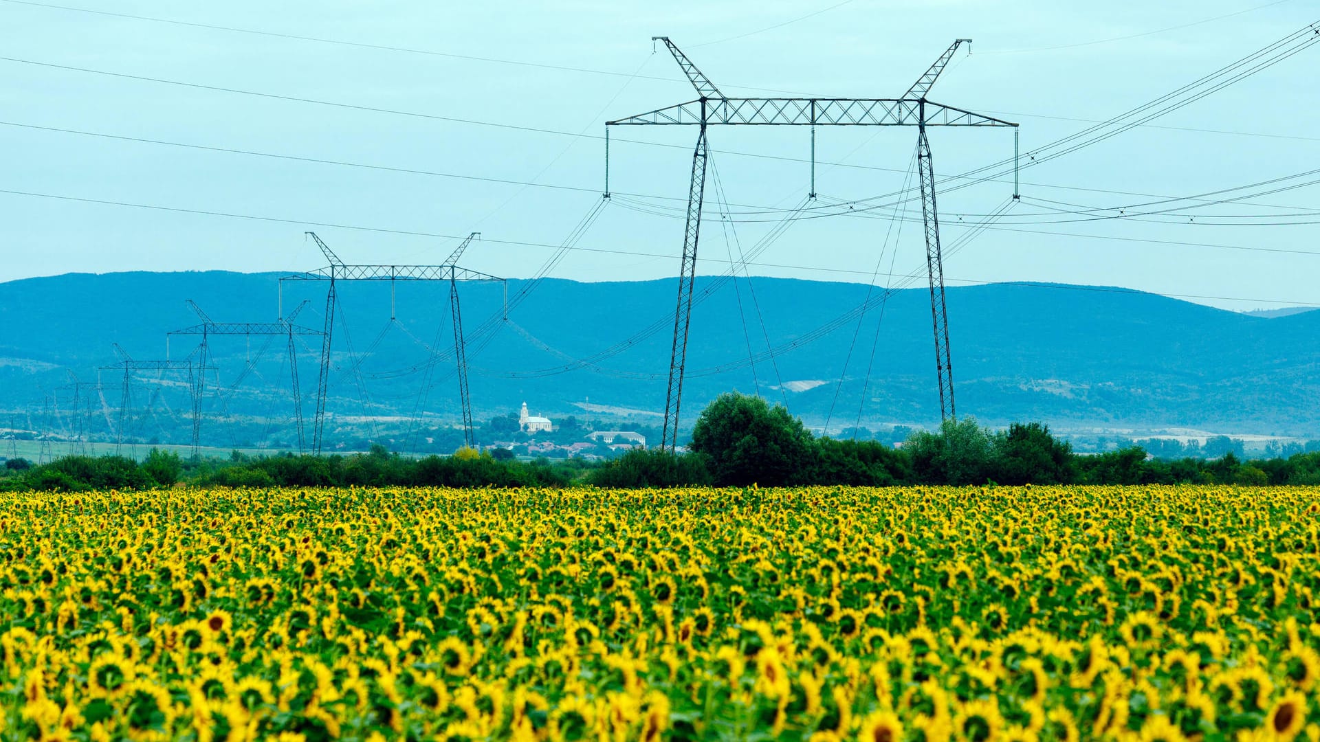 Ein Sonnenblumenfeld in der ukrainischen Region Transkarpatien im Juli 2021 (Symbolbild): Die Sonnenblume ist die Nationalblume der Ukraine und eines der beliebtesten Exportgüter des Landes.