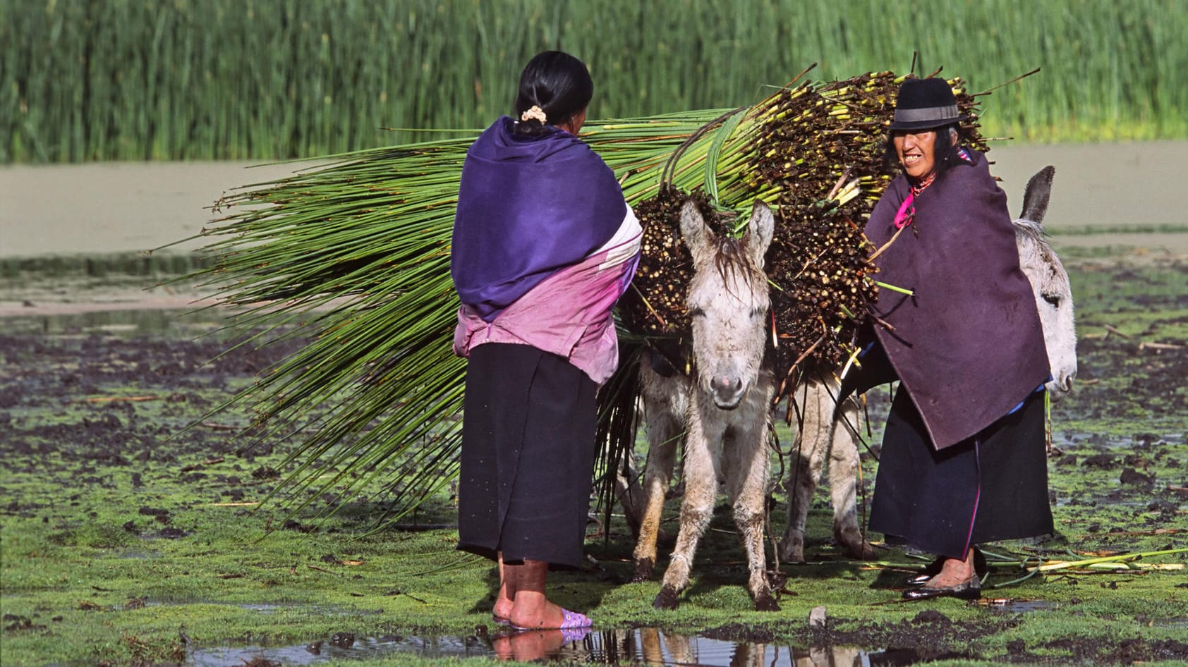 Zwei Indiofrauen beladen ihre Esel in der Nähe der ecuadorianischen Hauptstadt Quito: Dass die Natur eigene Rechte hat, ist ein zentraler Bestandteil traditioneller indigener Prinzipien in vielen Ländern der Erde. Die Anwendung in modernem Recht ist aber neu.