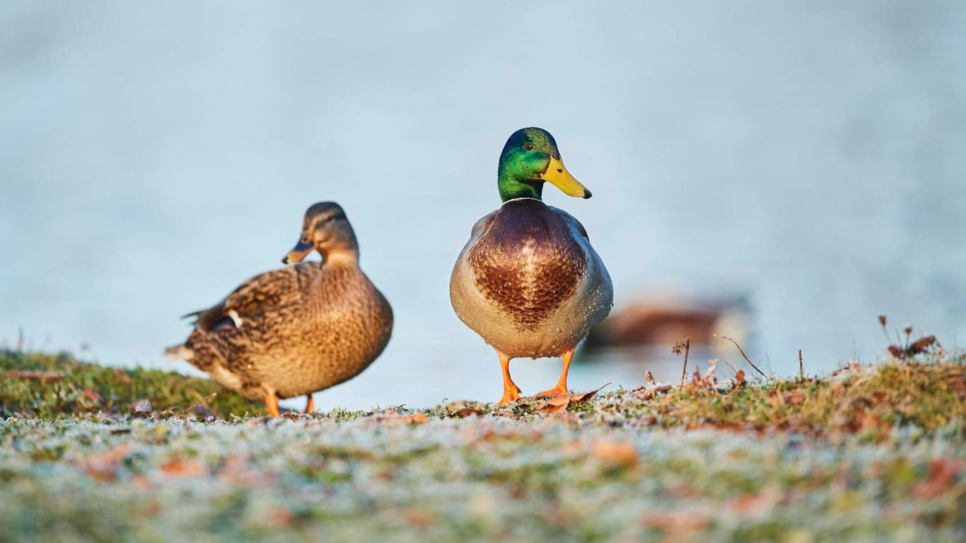 Zwei Stockenten auf einer Wiese (Symbolbild): Anwohner beobachteten die Tat.