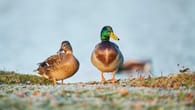 Wie lange brüten Enten? Das ist bei Brut im Garten zu tun