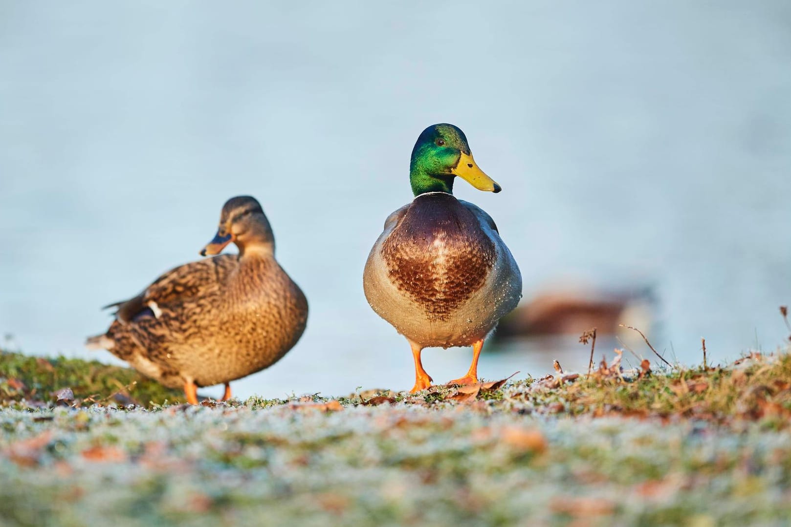 Zwei Stockenten auf einer Wiese (Symbolbild): Anwohner beobachteten die Tat.