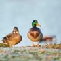 Wie lange brüten Enten? Das ist bei Brut im Garten zu tun