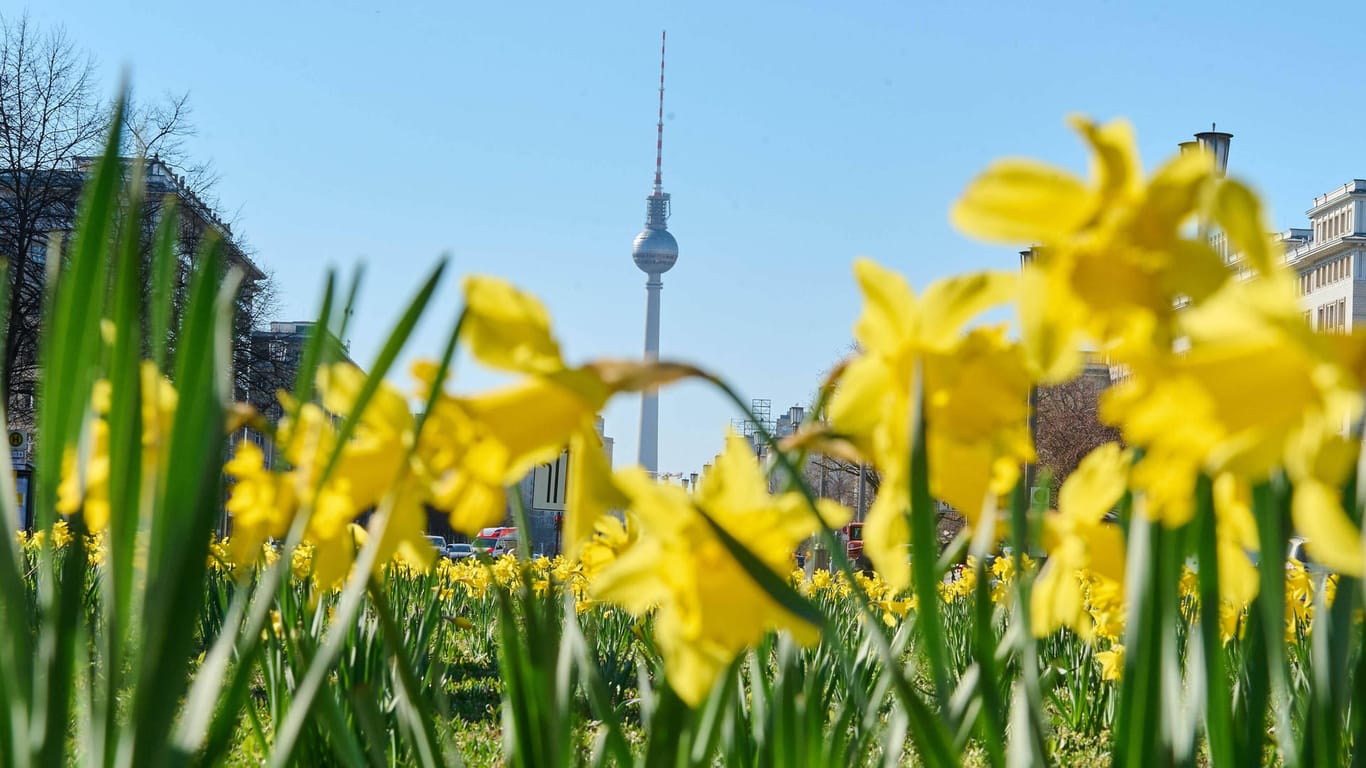Blühende Osterglocken vor dem Berliner Fernsehturm (Symbolbild): Familien können an Ostern in der Hauptstadt einiges erleben.