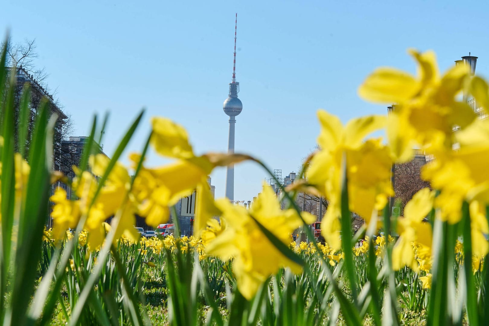 Blühende Osterglocken vor dem Berliner Fernsehturm (Symbolbild): Familien können an Ostern in der Hauptstadt einiges erleben.