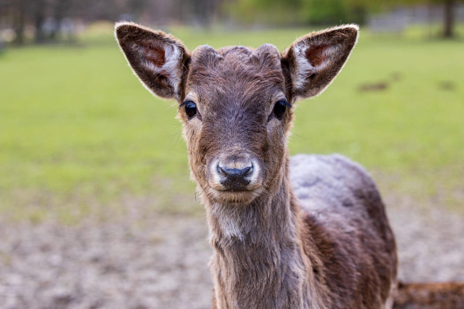 Rotwild: Rehe und Wildschweine gehören zu Wildparks dazu.