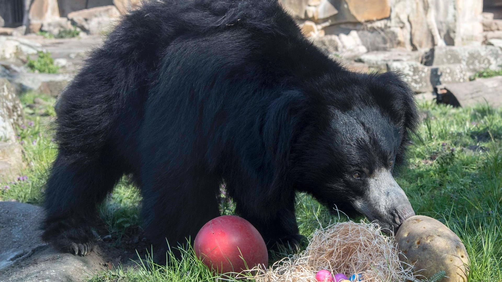 Lippenbär Rajath schnuppert im Berliner Zoo an einem Osternest (Archivbild): Zoo und Tierpark bieten zu Ostern spezielle Führungen an.