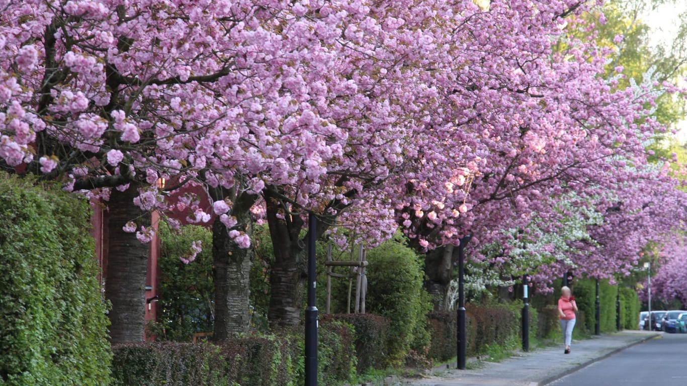 Blühende Kirschbäume im Neuköllner Ortsteil Britz (Archivbild): Jedes Jahr locken die rosafarbenen Blüten zahlreiche Schaulustige nach Neukölln.