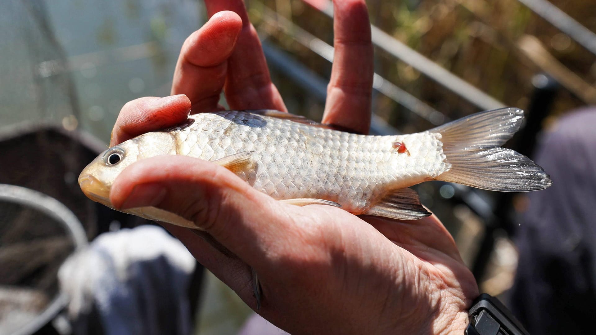 Ein geangelter Fisch (Symbolbild): Ein Video, bei dem ein Mann seinem gefangenen Fisch den Kopf abbeißt, sorgt für Empörung.