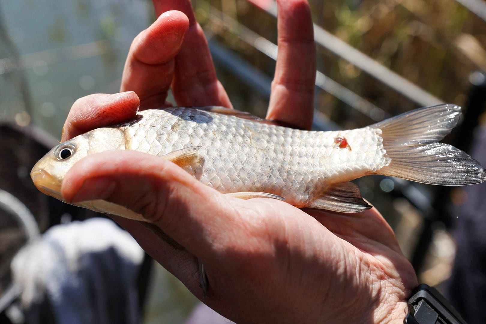 Ein geangelter Fisch (Symbolbild): Ein Video, bei dem ein Mann seinem gefangenen Fisch den Kopf abbeißt, sorgt für Empörung.