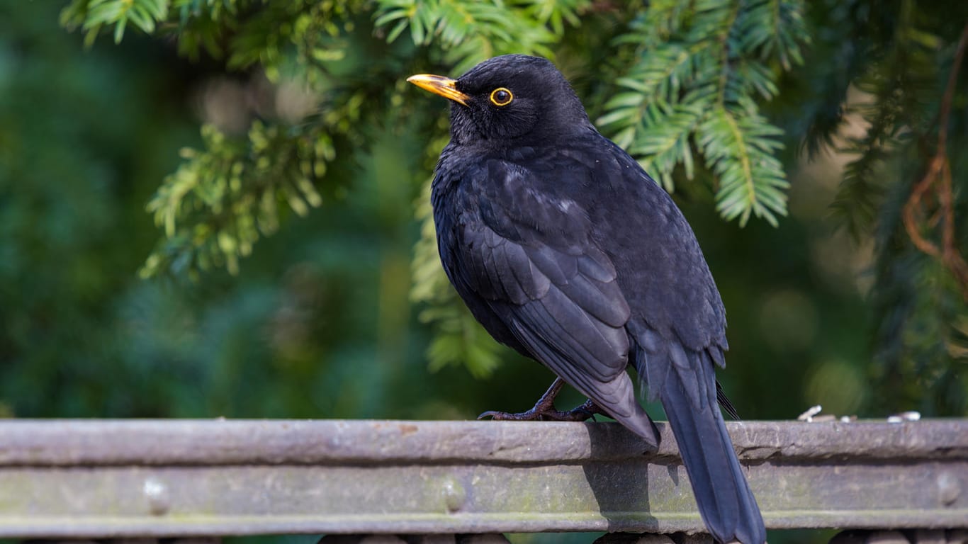 Blackbird In Berlin Tiergarten