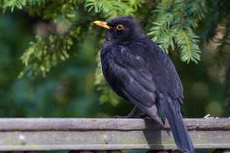 Blackbird In Berlin Tiergarten