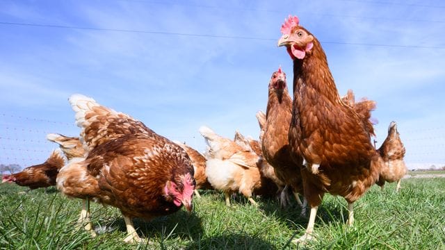 Hühner laufen über eine Wiese (Symbolbild): In den USA soll ein Huhn 20 Jahre alt geworden sein.