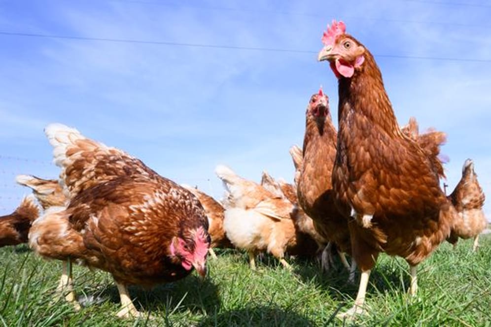 Hühner laufen über eine Wiese (Symbolbild): In den USA soll ein Huhn 20 Jahre alt geworden sein.