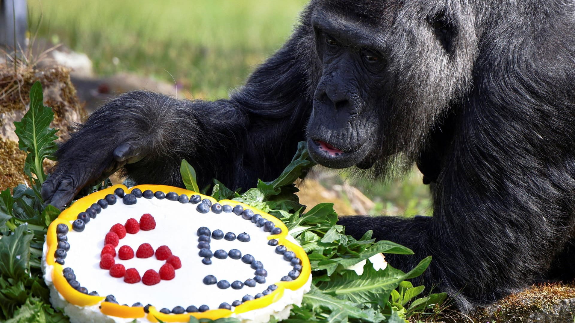 Der wohl älteste Gorilla der Welt: Fatou feiert ihren Geburtstag im Berliner Zoo mit Torte Der wohl älteste Gorilla der Welt: Fatou feiert ihren Geburtstag im Berliner Zoo mit Torte