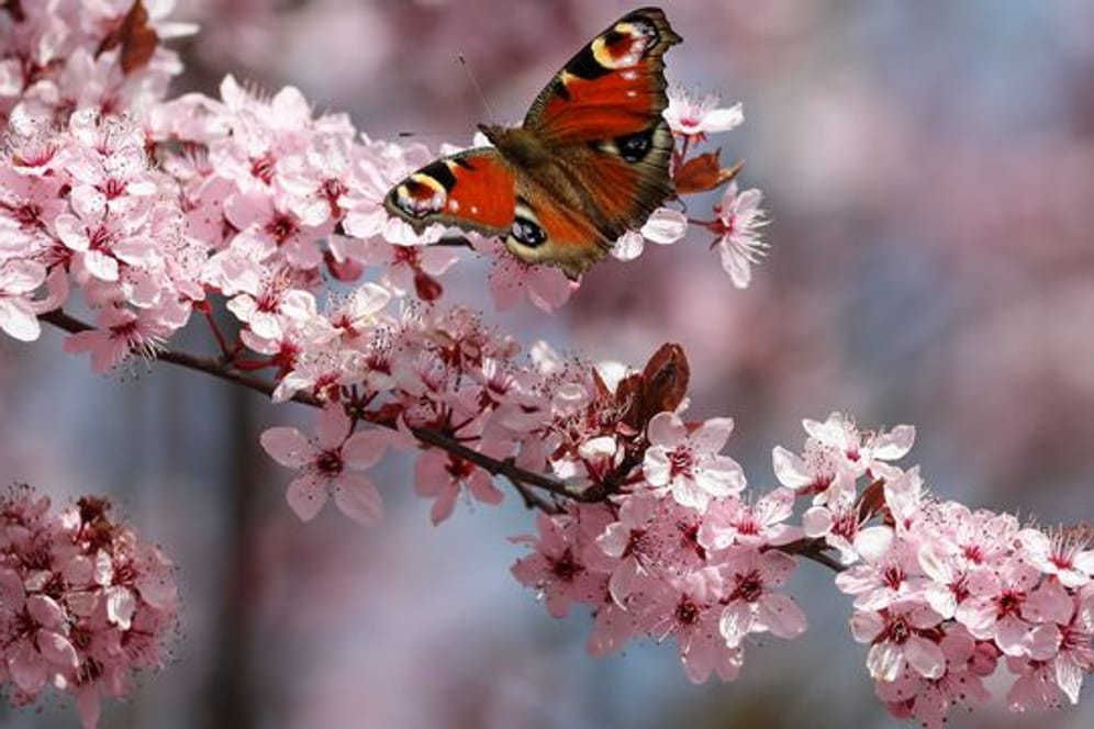 Schmetterling auf blühendem Baum