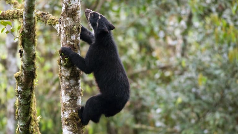 Ein Brillenbär erklimmt einen Baum im ecuadorianischen Regenwald: Der verfassungsrechtliche Schutz der Natur bezieht sich auch auf Wildtiere, Pflanzen und alle anderen Lebewesen, die in einem Ökosystem zu Hause sind.